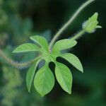 Ipomoea pes-tigridis Leaf