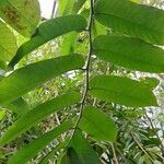 Castilla elastica Leaf