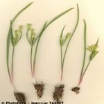 Gagea reverchonii Habit