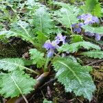 Primula sonchifolia Frunză