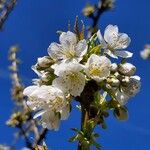 Prunus aviumFlor