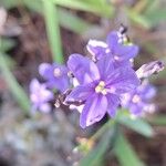 Aristea ecklonii Flower