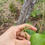 Byrsonima coccolobifolia Flor