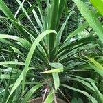 Dracaena draco Habit