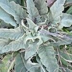 Verbascum pulverulentum Leaf