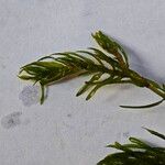 Elodea nuttallii Hoja