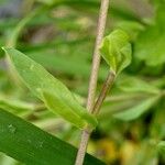 Stellaria alsine Bark