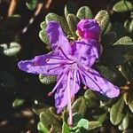 Rhododendron impeditum Blüte