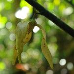 Neostenanthera neurosericea Flower