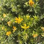 Genista linifoliaЦвят