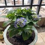 Hydrangea spp. Flor