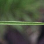 Poa palustris Leaf