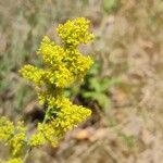 Galium verumFlower