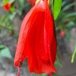 Malvaviscus penduliflorus Çiçek