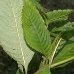 Palicourea cyanococca List