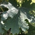 Macleaya cordata Leaf