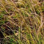 Aristida adscensionis موطن