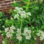 Eupatorium perfoliatumBlomst