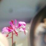 Lopezia racemosa Λουλούδι