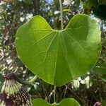 Aristolochia ringens Leaf