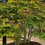 Fagus crenata Hábito