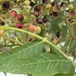 Pistacia chinensis Folha