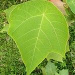 Mallotus barbatus Leaf