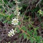 Aloysia gratissima Flor