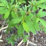 Rhododendron alabamense Blad