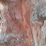 Calocedrus decurrens Koor