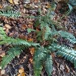 Polystichum acrostichoidesЛисток