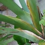 Strelitzia nicolai Corteza