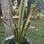 Sansevieria trifasciata葉