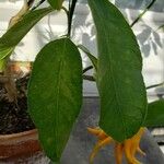 Citrus medica Lapas