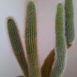 Cleistocactus strausii 葉