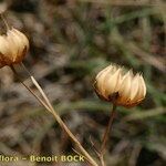 Linum leonii Fruit