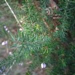 Erica erigena Folha