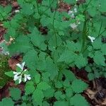 Cardamine chelidonia 花
