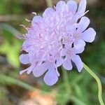 Scabiosa triandra Flor