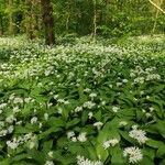 Allium ursinumFlower