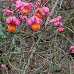 Euonymus verrucosus Fruit