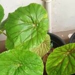 Begonia handelii Folha