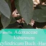 Viburnum cylindricum