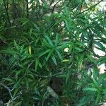 Pittosporum pimeleoides Other