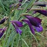 Gladiolus atroviolaceus Žiedas