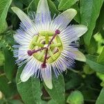 Passiflora caerulea Kwiat