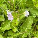 Veronica filiformis पत्ता