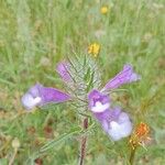 Cleonia lusitanica Flower