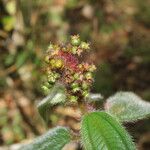 Miconia lacera Fruit