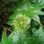 Aralia nudicaulis Flower